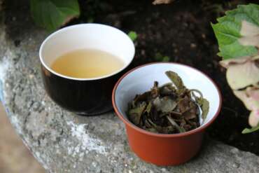Moonlight white mei leaf tea adventures