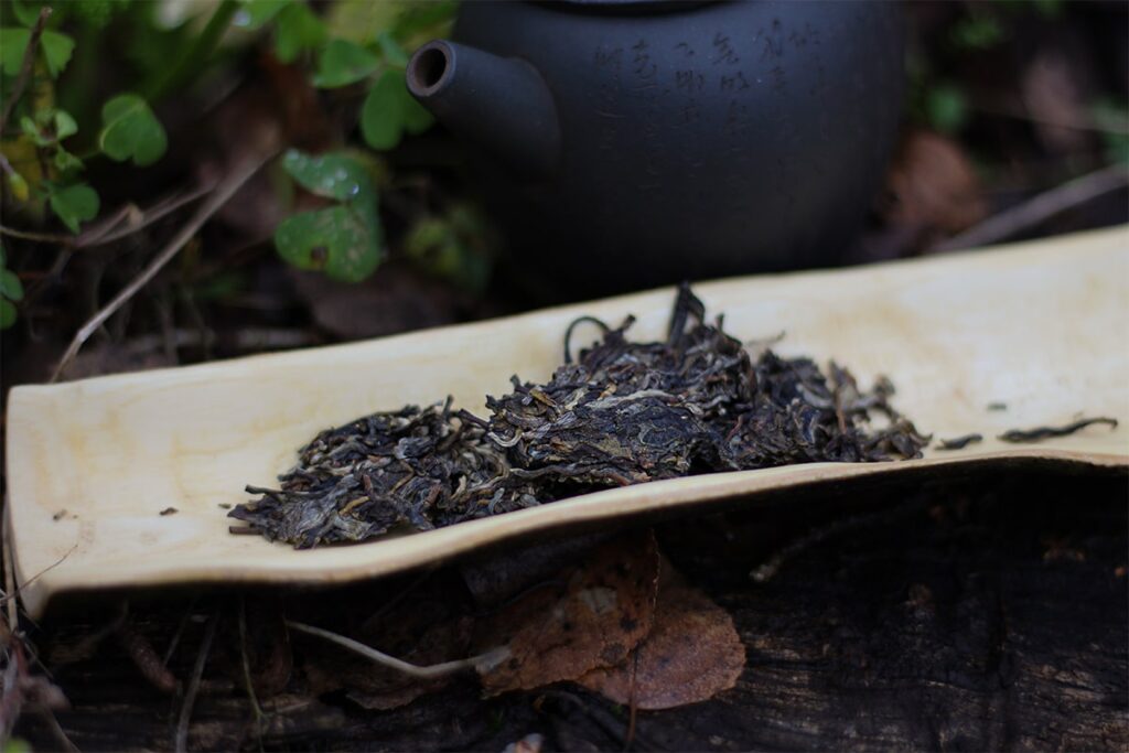 2019 ZSL Autumn Yibang Ma Li Shu Tea Encounter Tea Adventures