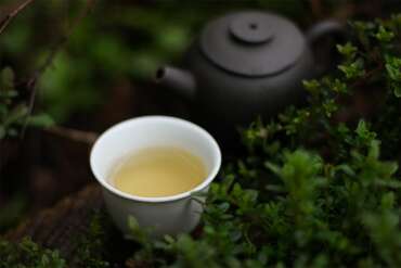 2020 Yiwu San Jia Zhai Tea tasting (Essence of Tea)