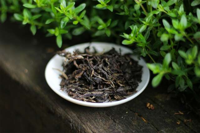 What Is Tea Tea Adventures what-is-tea-tea-adventures