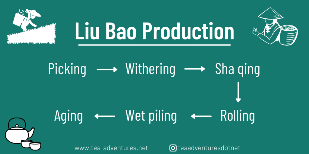 Liu Bao Production Tea Adventures