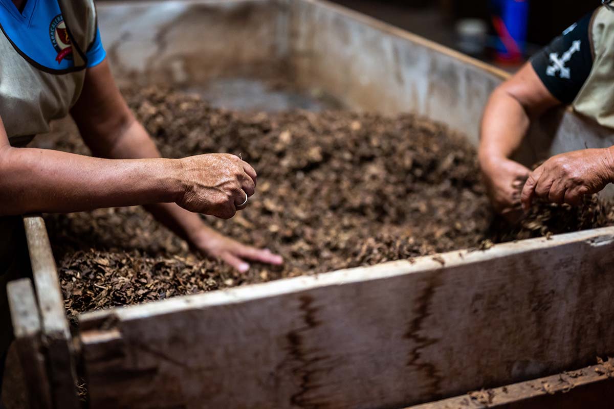 What to Do With Used Tea Leaves Tea Adventures